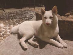 -柴犬高等学院·狗咖·柴犬售卖·宠物训练