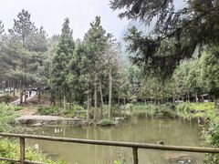 -重庆睡佛山森林公园