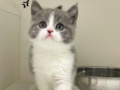 -lincat·猫舍(广州店)