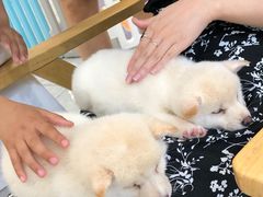 -柴犬小屋·柴餐厅·狗咖食堂(金鼎广场店)