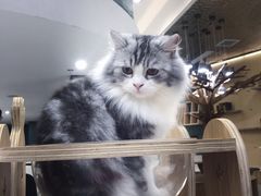 -飞行喵MR PILOT|猫舍·猫咖(静安大融城店)