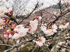 -苏州上方山国家森林公园