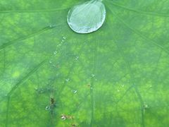 -武汉紫薇都市田园