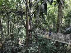 -西双版纳原始森林公园