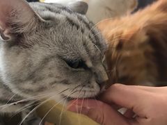 -平行世界·猫咖(首经贸店)