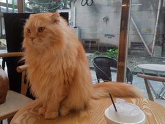 -猫咪派对(江南西店)