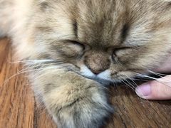 -松果猫咖(桐乡吾悦金街店)