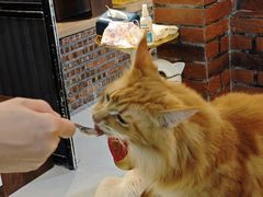 -豆逗聊愈猫阁Easy Life