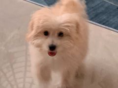 -乐琪宠物医院·犬猫专科·骨外科·急重症