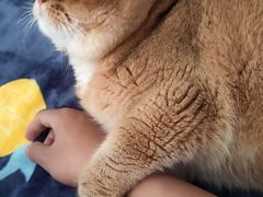 -东方名猫馆·英短金渐层布偶猫舍(环线广场1号楼店)