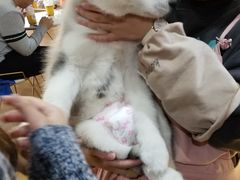 -Husky Go! 哈士奇体验馆·宠物咖啡厅狗咖