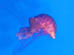 -上海海洋水族馆