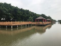 -大湾区中央湿地公园