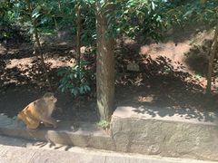 -黔灵山公园