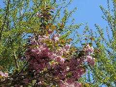 -长白岛森林公园