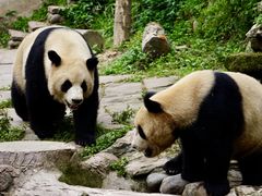 -中国大熊猫保护研究中心雅安碧峰峡基地