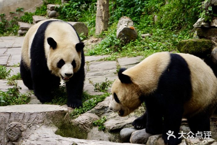 中国大熊猫保护研究中心雅安碧峰峡基地图片