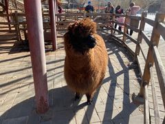 -北京鹿世界主题园