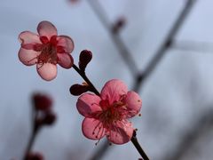 -无锡梅园公园