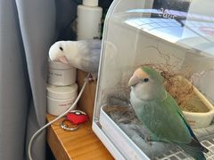 -爱侣宠医·鹦鹉专科·小型哺乳类·异宠专科(灵石路店)