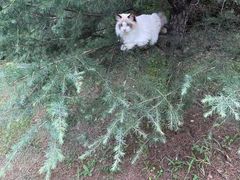 -欣宠猫屋·矮脚拿破仑·蓝金金渐层