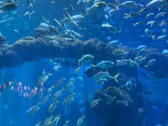 -海合安青岛极地海洋公园