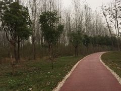 -合肥滨湖国家森林公园