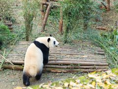 -成都大熊猫繁育研究基地