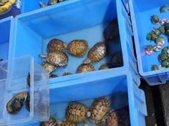 -桂林市花鸟市场