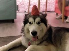 -百好乐宠物友好餐厅(朝外大街店)