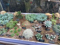 -中国科学院西双版纳热带植物园