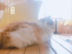 -猫的茶·猫咖
