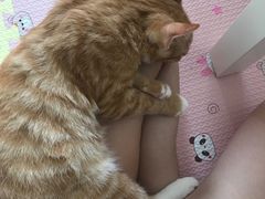 -MOYOYO猫咪咖啡店