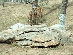 -北京野生动物园