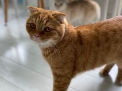 -喵的天空名猫咖啡馆·撸猫·猫舍·用品