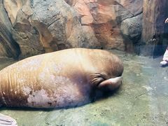 -哈尔滨波塞冬海底世界