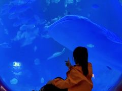 -烟台海昌鲸鲨海洋公园