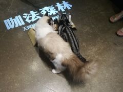大堂-咖法森林·咖啡  酒吧(天河店)