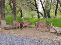 -北京野生动物园