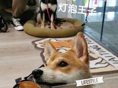 -柴迷FANS CLUB·柴犬狗咖·猫咖