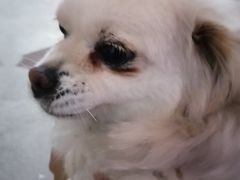 -辛巴宠物医疗中心·骨科·内分泌专科·心肾专科(亭林公园店)