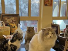 -猫小院猫主题餐厅(南锣旗舰店)