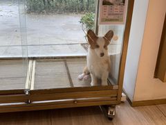 -悠尼宠物·独立低压伊珊娜洗护·美容·寄养(兰谷路店)