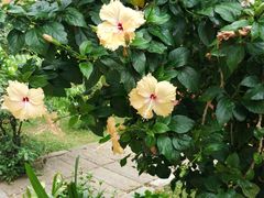 -柬埔寨国家博物馆