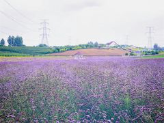 -紫颐香薰山谷景区