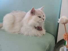 -猫在这儿猫咪咖啡馆·撸猫馆