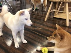 -豆柴町-柴犬主题狗咖(红鼎国际C座店)