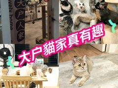 -楼上猫咖(罗湖店)