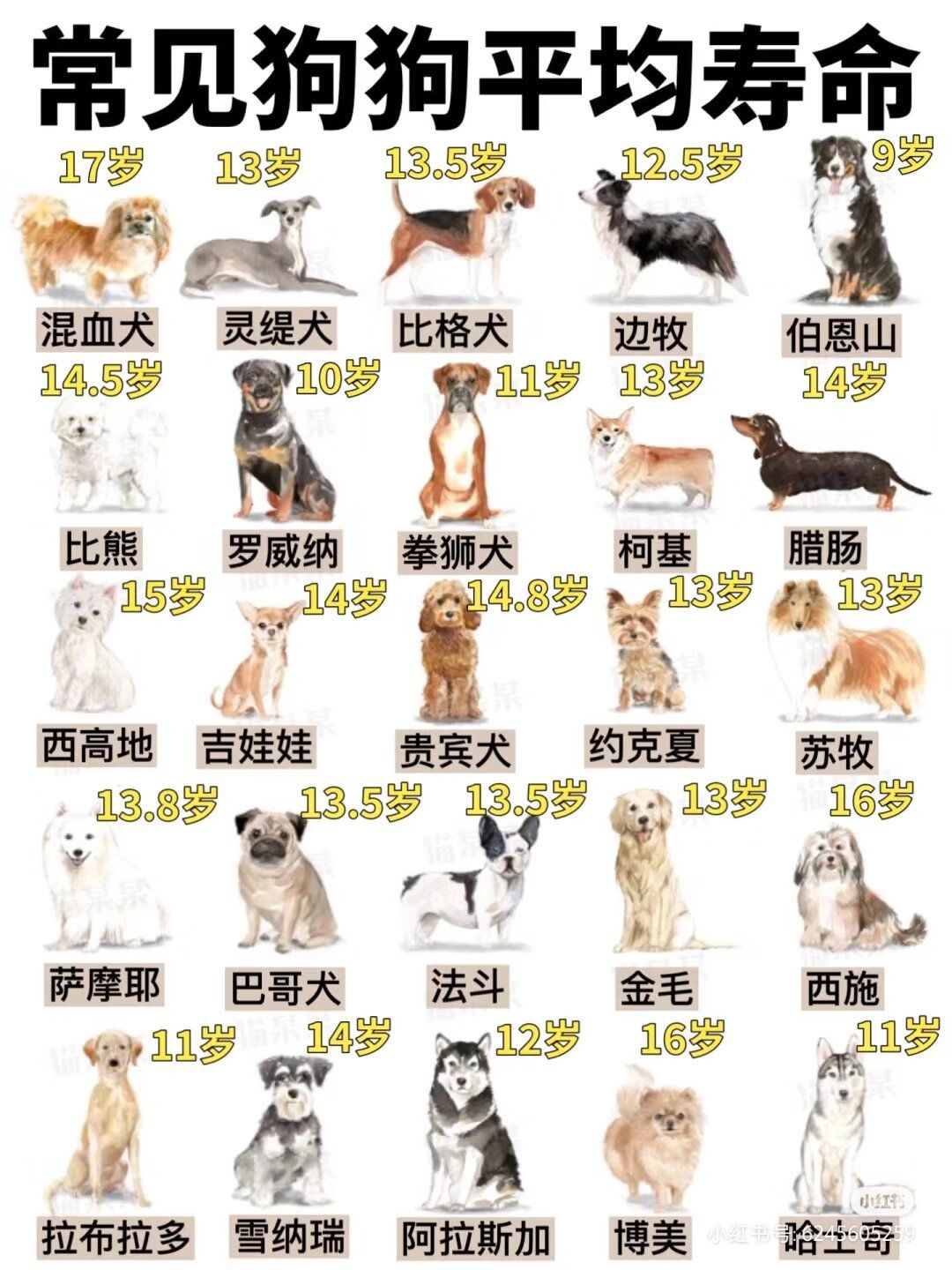 生肖狗每月出生运势(属狗的每月出生运势)