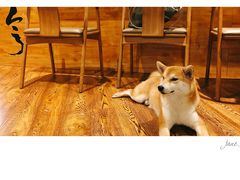 -柴务处·柴犬主题狗咖